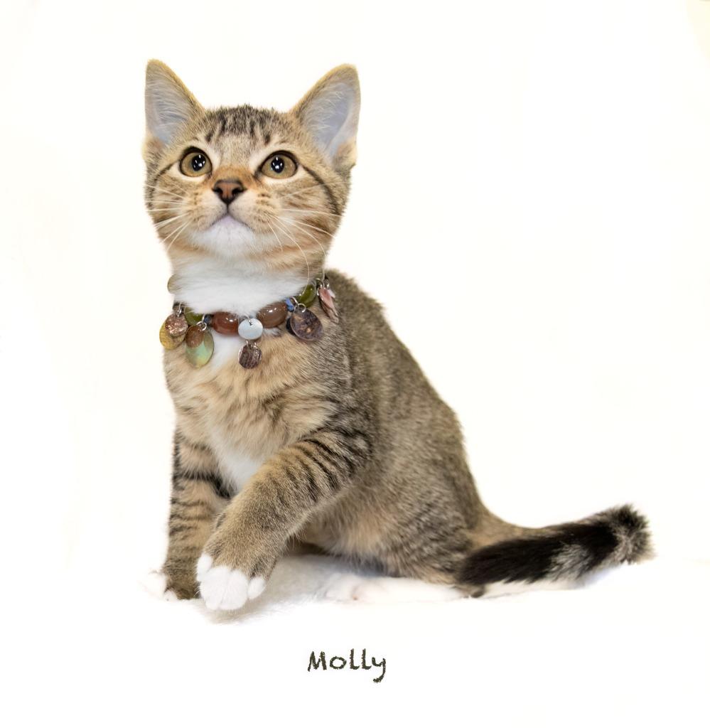 Molly, a Adoptable mixed breed in Hot Springs Village, AR image 2/2