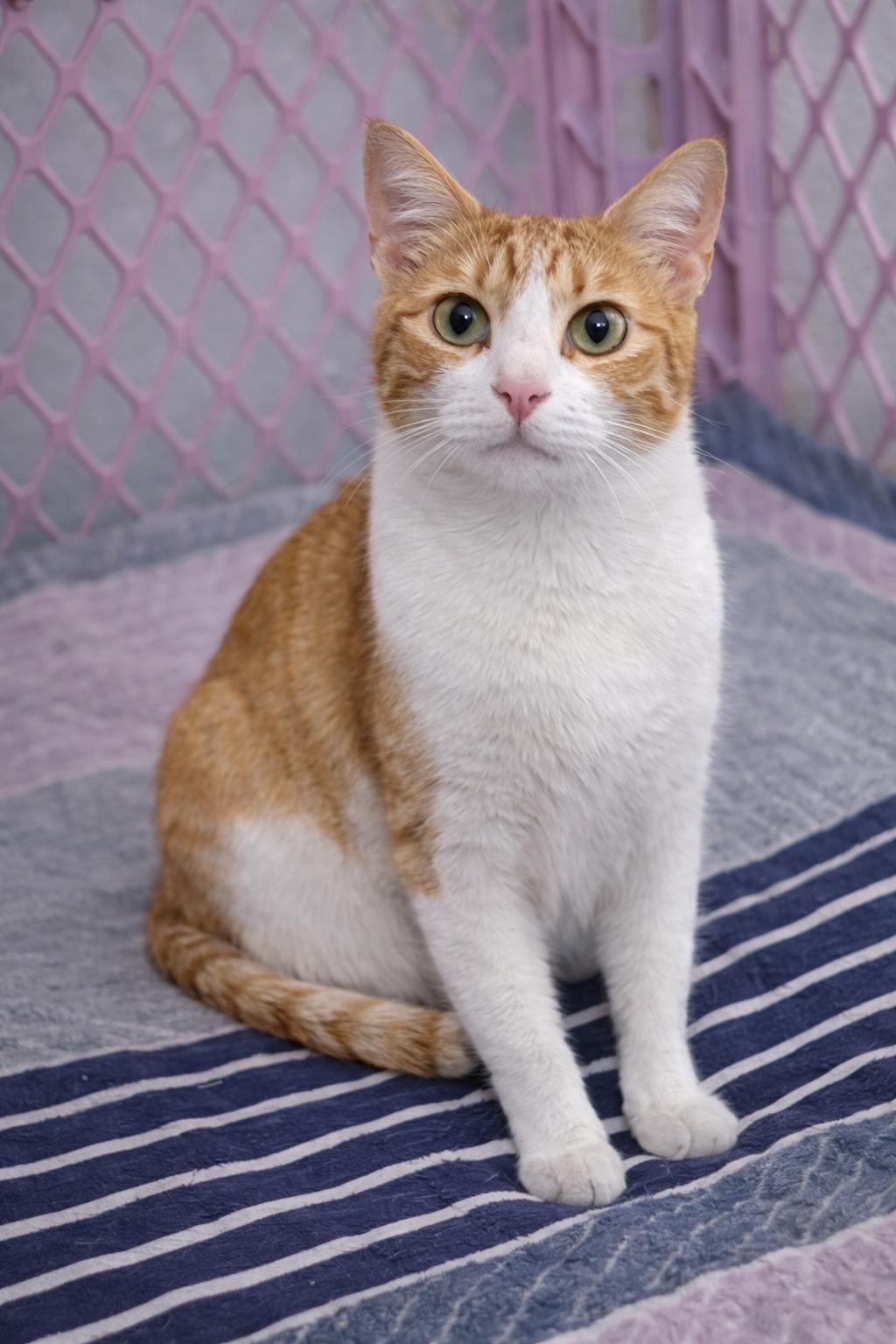 Layla - Super Sweet , a ADOPTABLE Domestic Short Hair in Houston, TX image 3/5