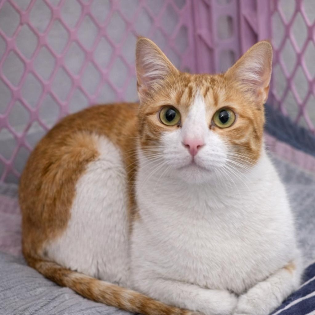 Layla - Super Sweet , ADOPTABLE, Young Female Domestic Short Hair.