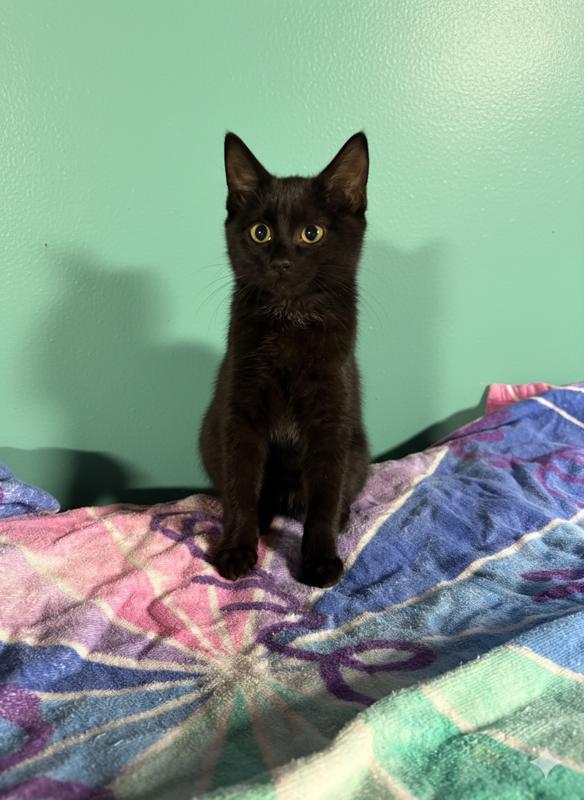 Mulberry & Guava, a Adoptable Domestic Short Hair in Norwood, MA image 3/4