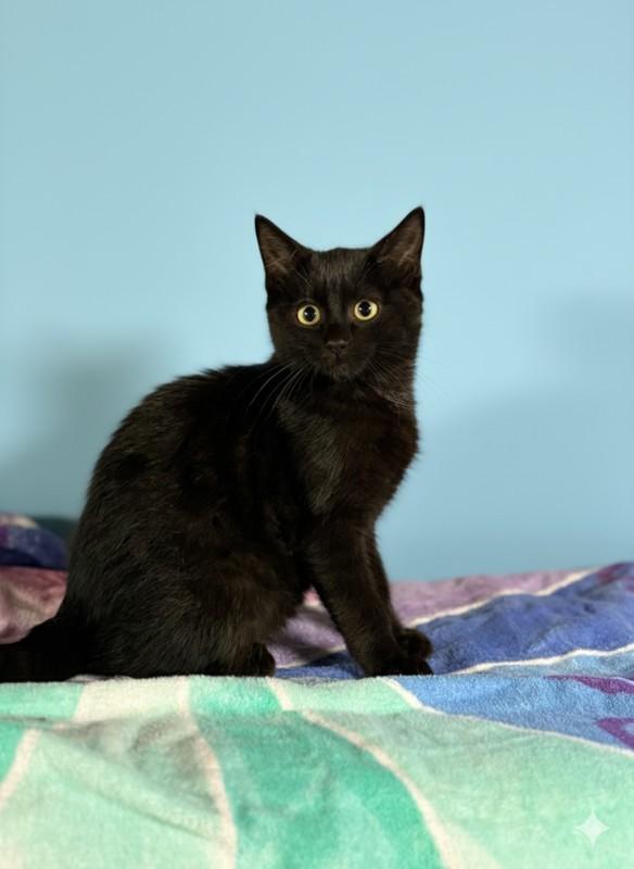 Mulberry & Guava, a Adoptable Domestic Short Hair in Norwood, MA image 1/4