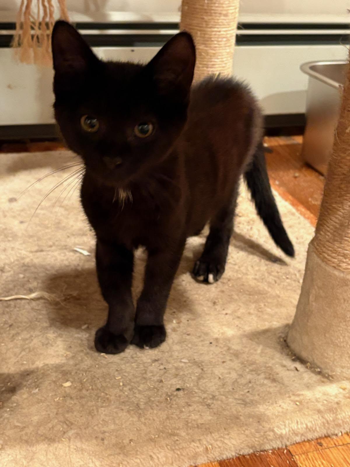 Mulberry & Guava, a Adoptable Domestic Short Hair in Norwood, MA image 2/4