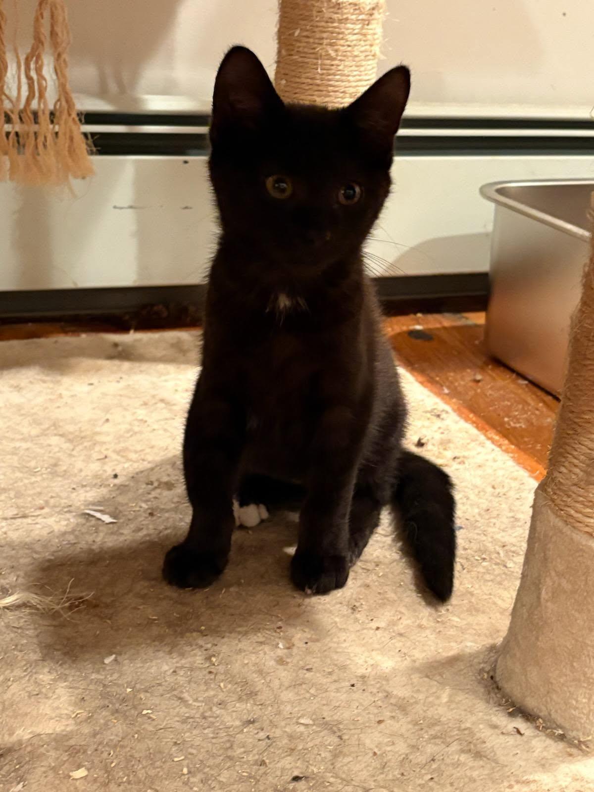 Mulberry & Guava, a Adoptable Domestic Short Hair in Norwood, MA image 4/4