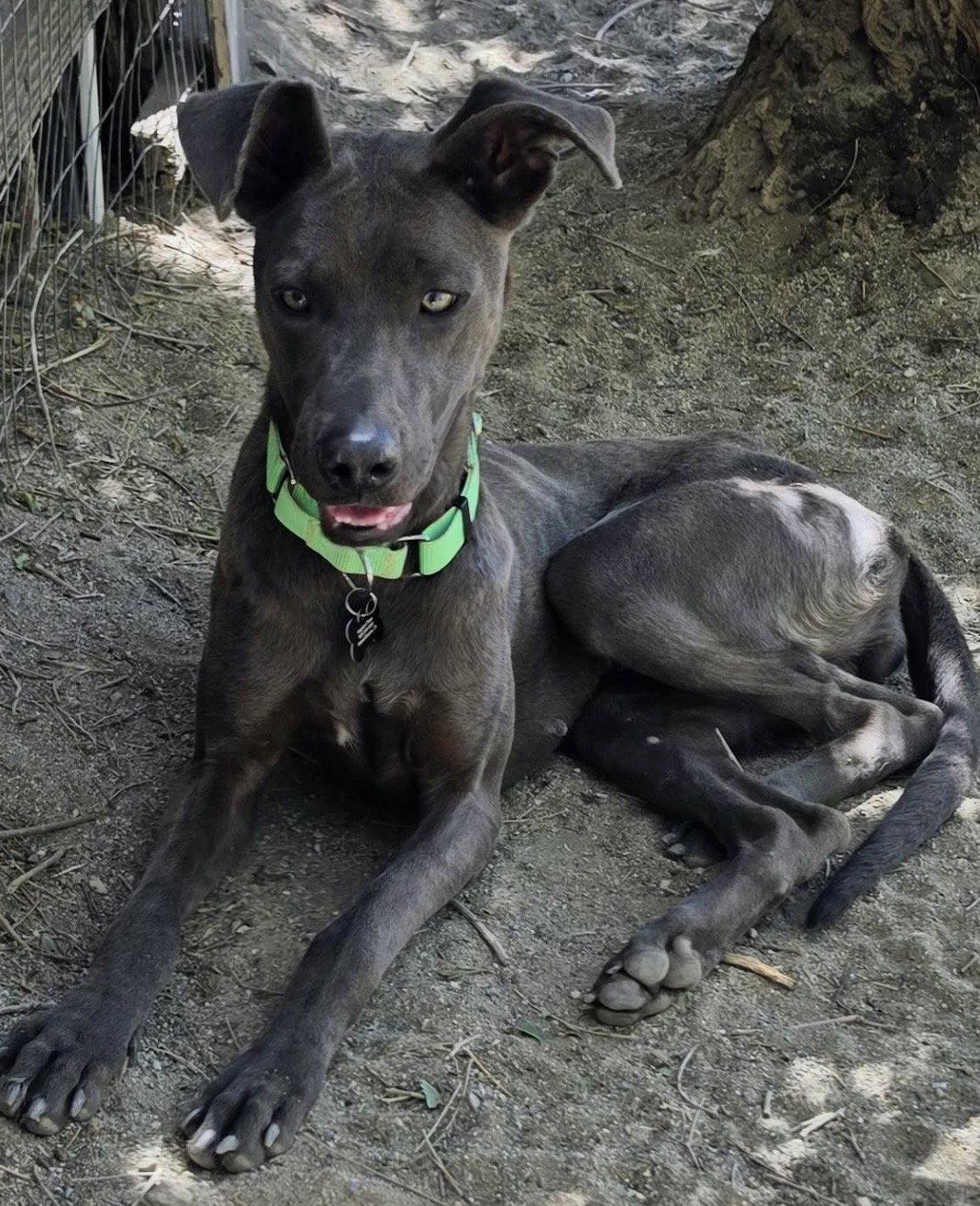 Cinder, Adoptable, Young Female Weimaraner.