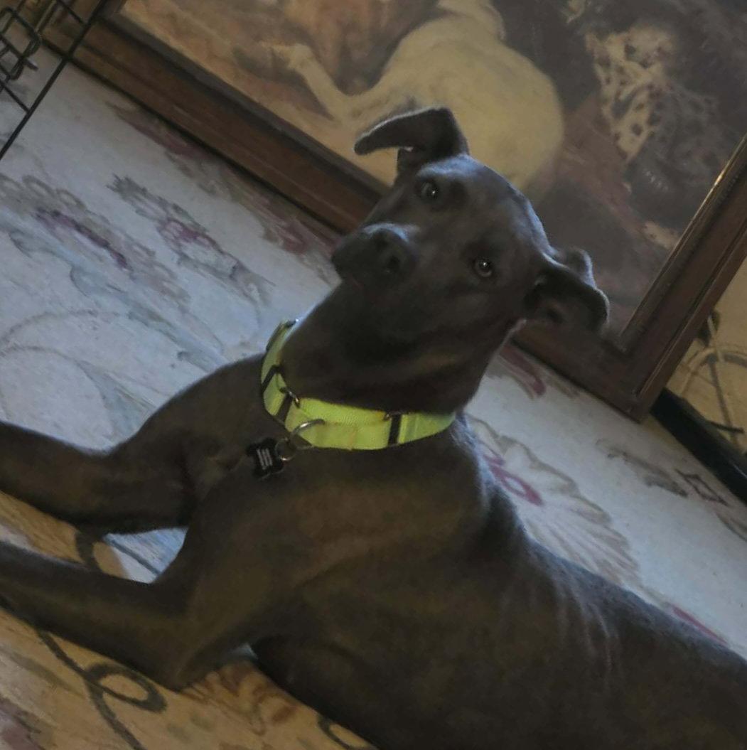 Cinder, a Adoptable Weimaraner in Rancho Cucamonga, CA image 2/2