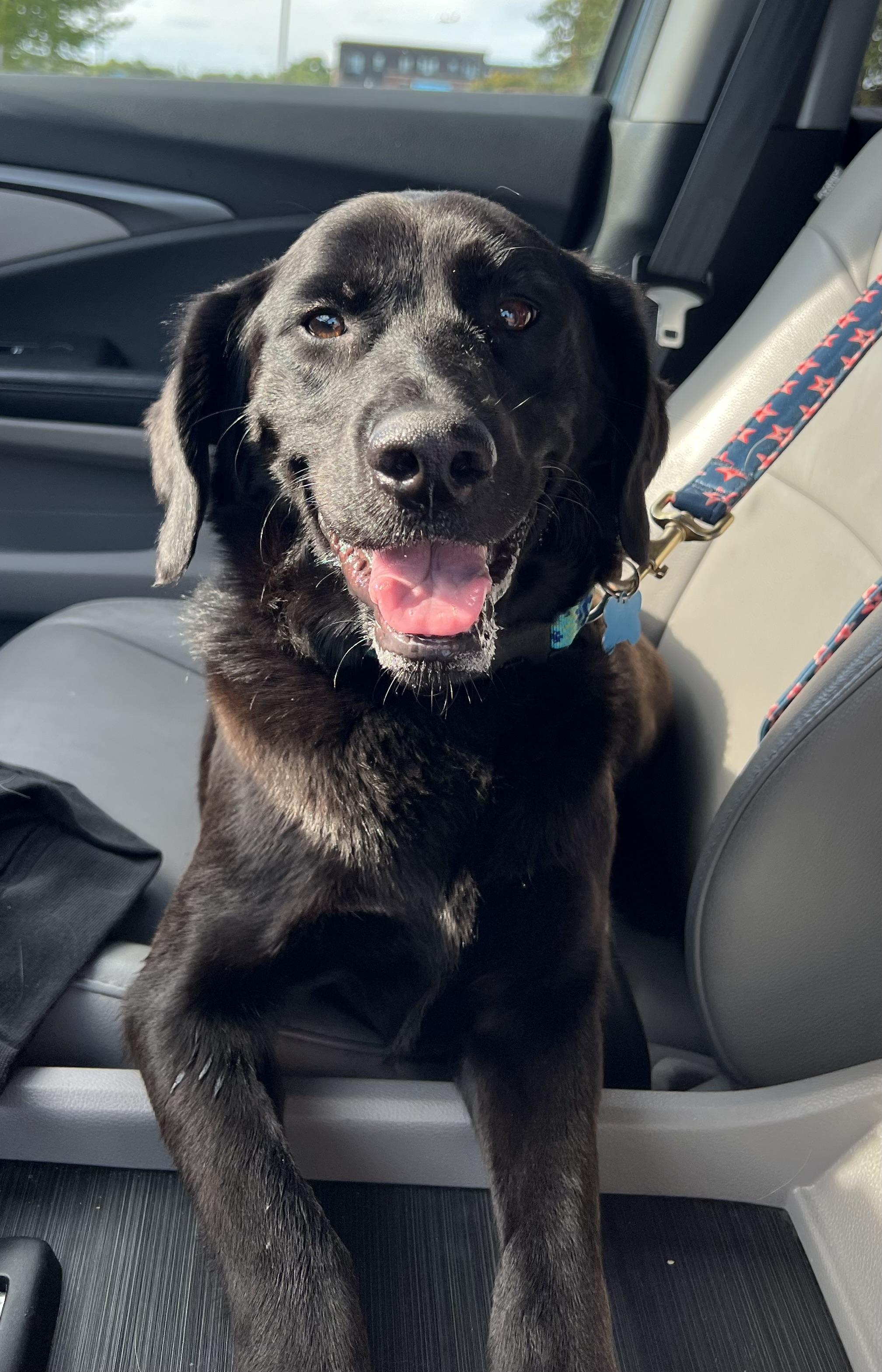 Eleni, adopted, Young Female Retriever & Mixed Breed.