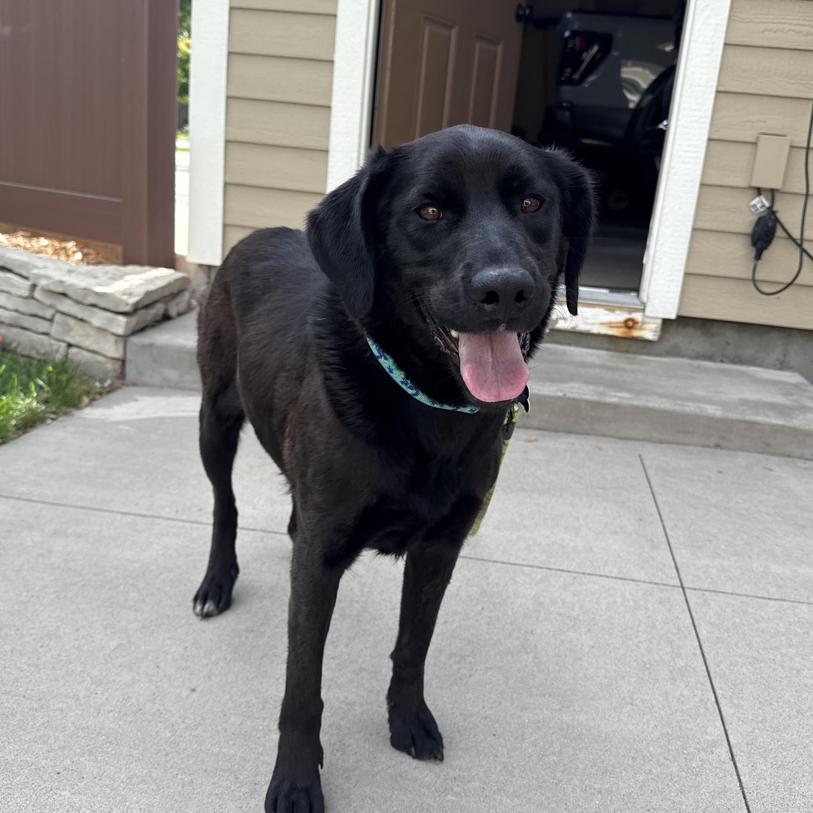Enlarge Eleni, an adopted mixed breed in Minneapolis, MN image 4/6