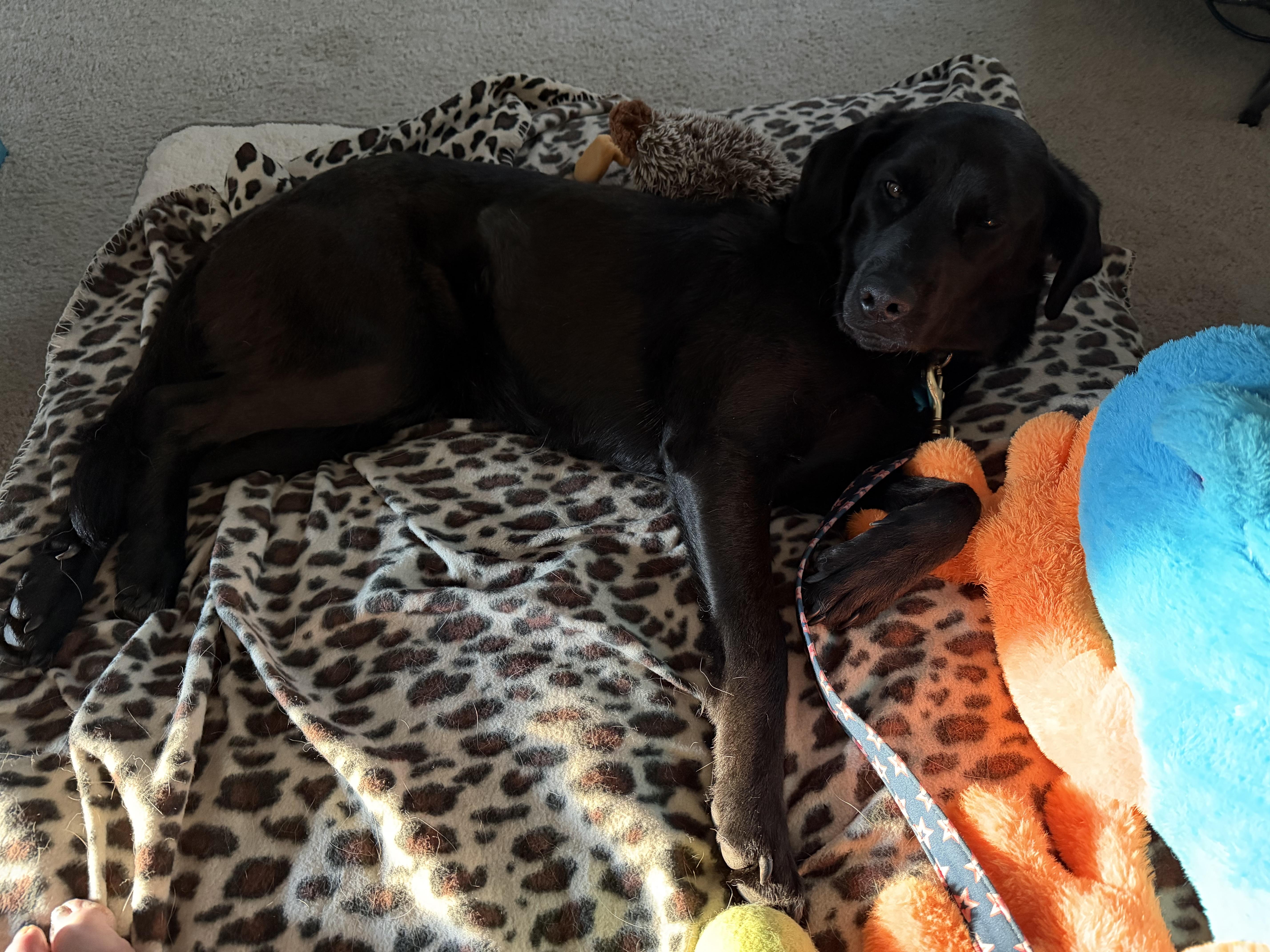 Enlarge Eleni, an adopted mixed breed in Minneapolis, MN image 6/6