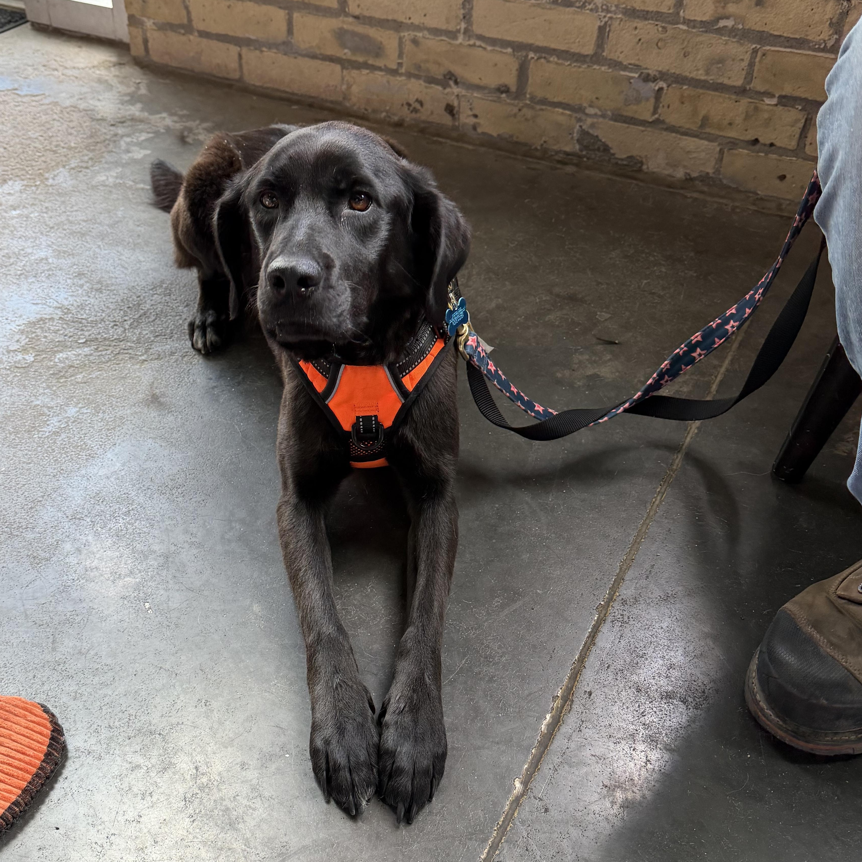 Enlarge Eleni, an adopted mixed breed in Minneapolis, MN image 5/6