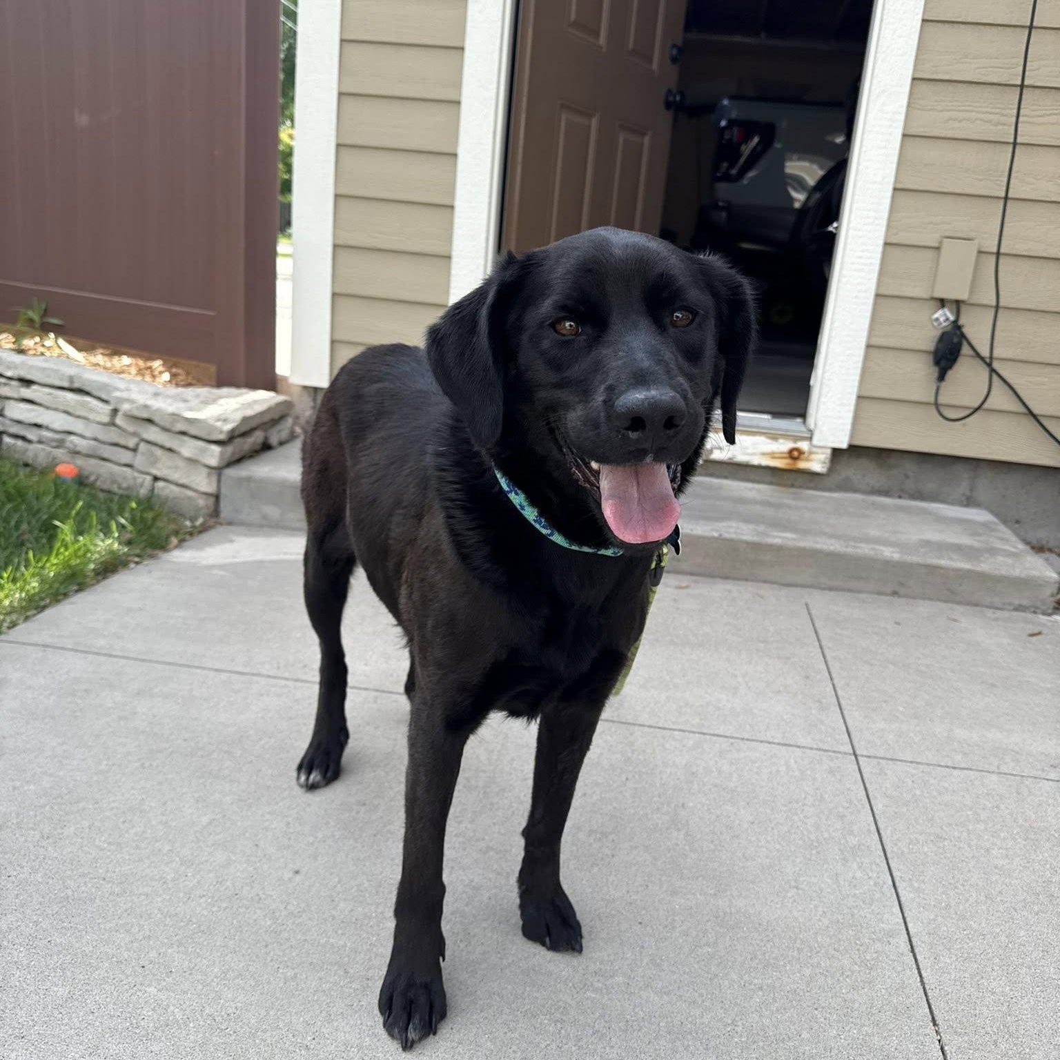 Enlarge Eleni, an adopted mixed breed in Minneapolis, MN image 3/6