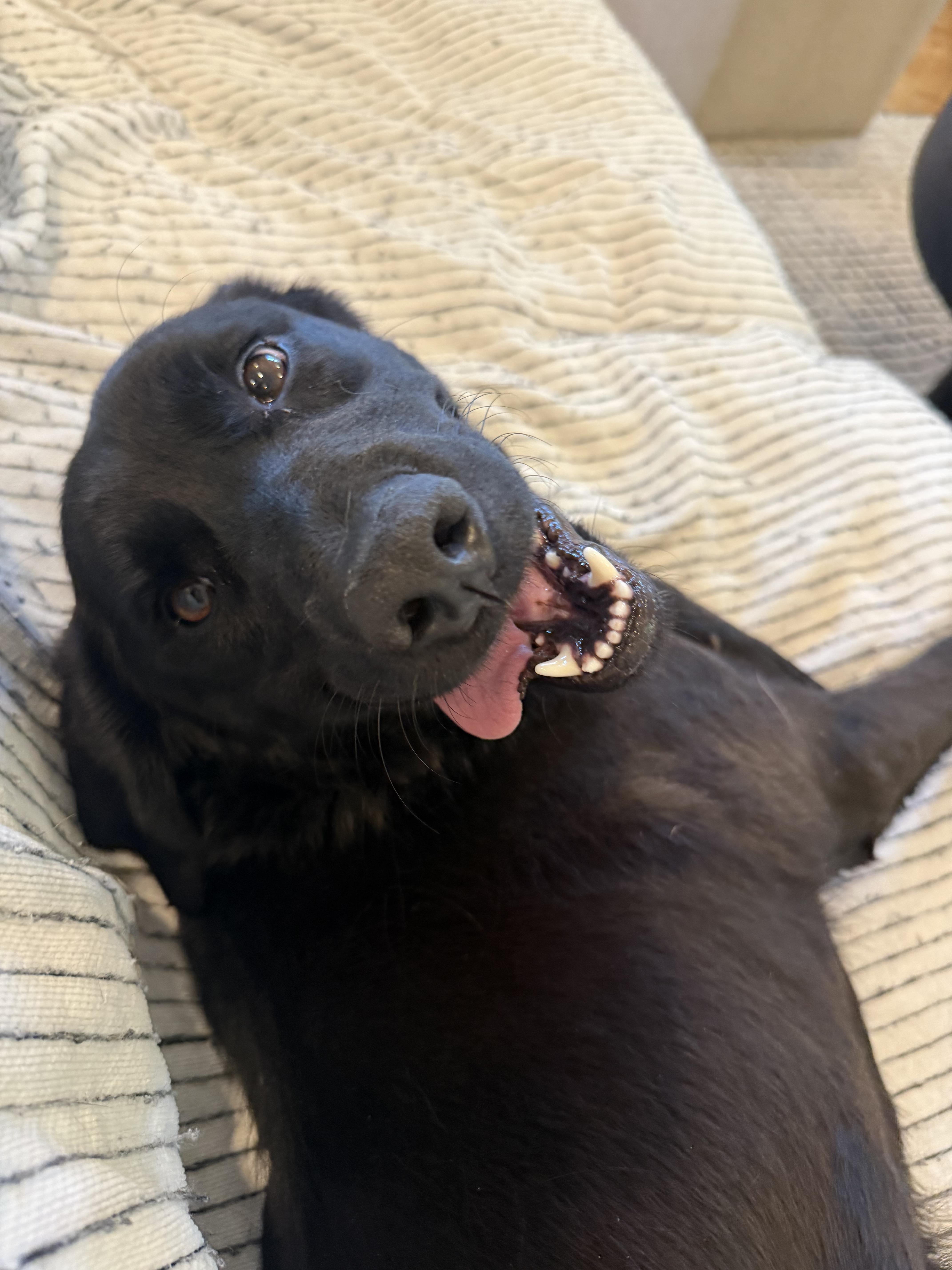 Enlarge Eleni, an adopted mixed breed in Minneapolis, MN image 2/6