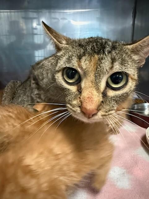 Enlarge MUMMIE DEAREST, a Adoptable Domestic Short Hair in Newton, NC image 1/1