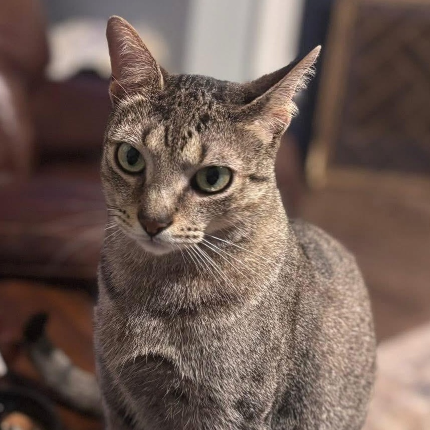 Enlarge Murphy, a Adoptable Domestic Short Hair in Alden, NY image 1/6