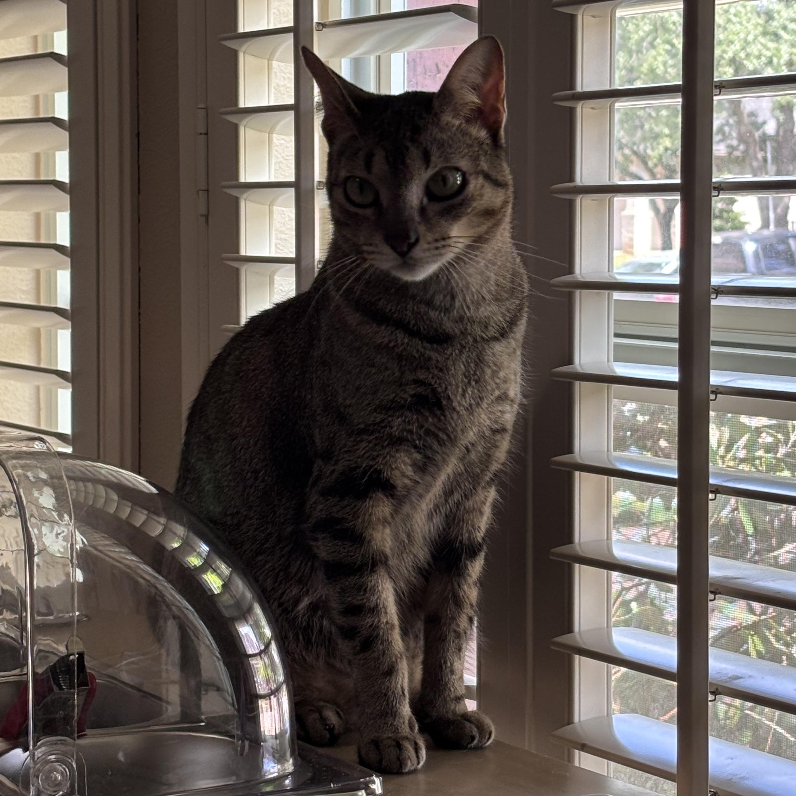 Enlarge Murphy, a Adoptable Domestic Short Hair in Alden, NY image 5/6