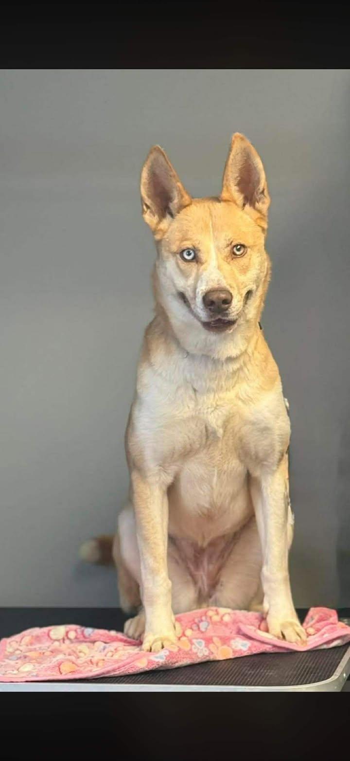 Enlarge Simba, a Adoptable mixed breed in Winchester, IN image 1/1