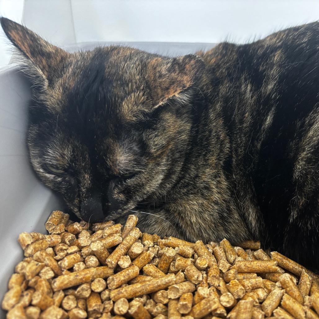 Enlarge Persephone, a Adoptable Domestic Short Hair in Clearwater, FL image 1/2