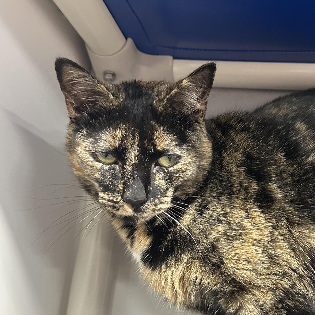 Enlarge Persephone, a Adoptable Domestic Short Hair in Clearwater, FL image 2/2