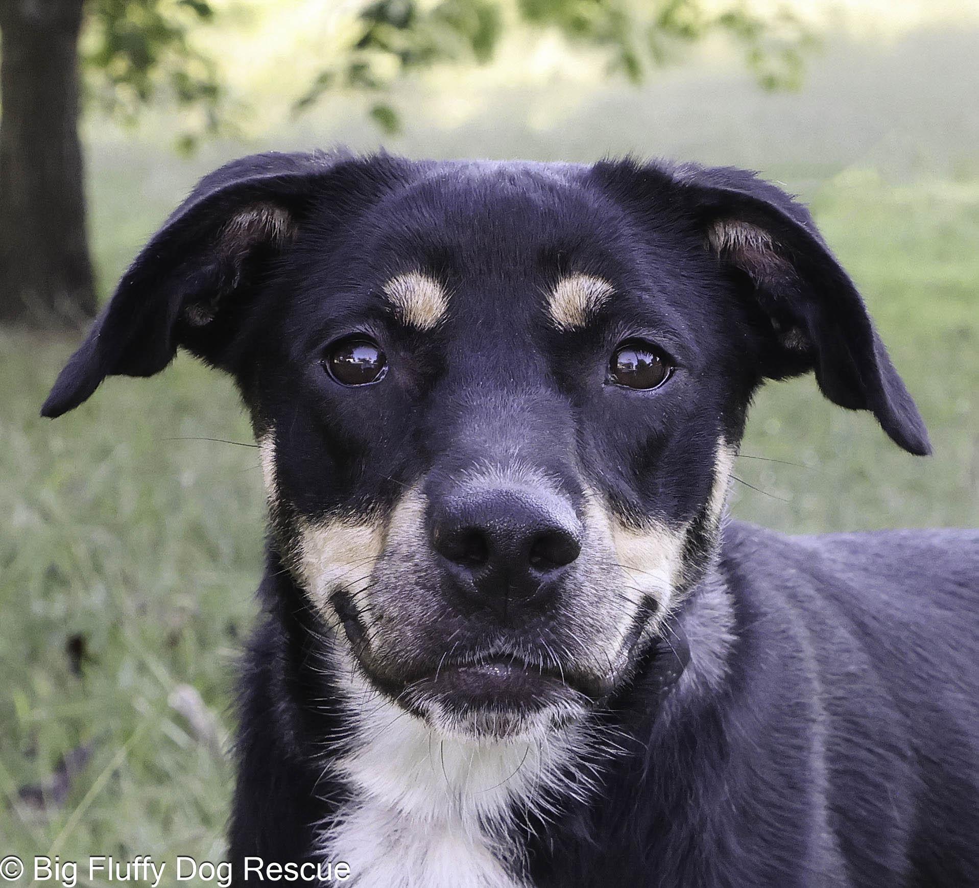 Althea — thumbnail 3