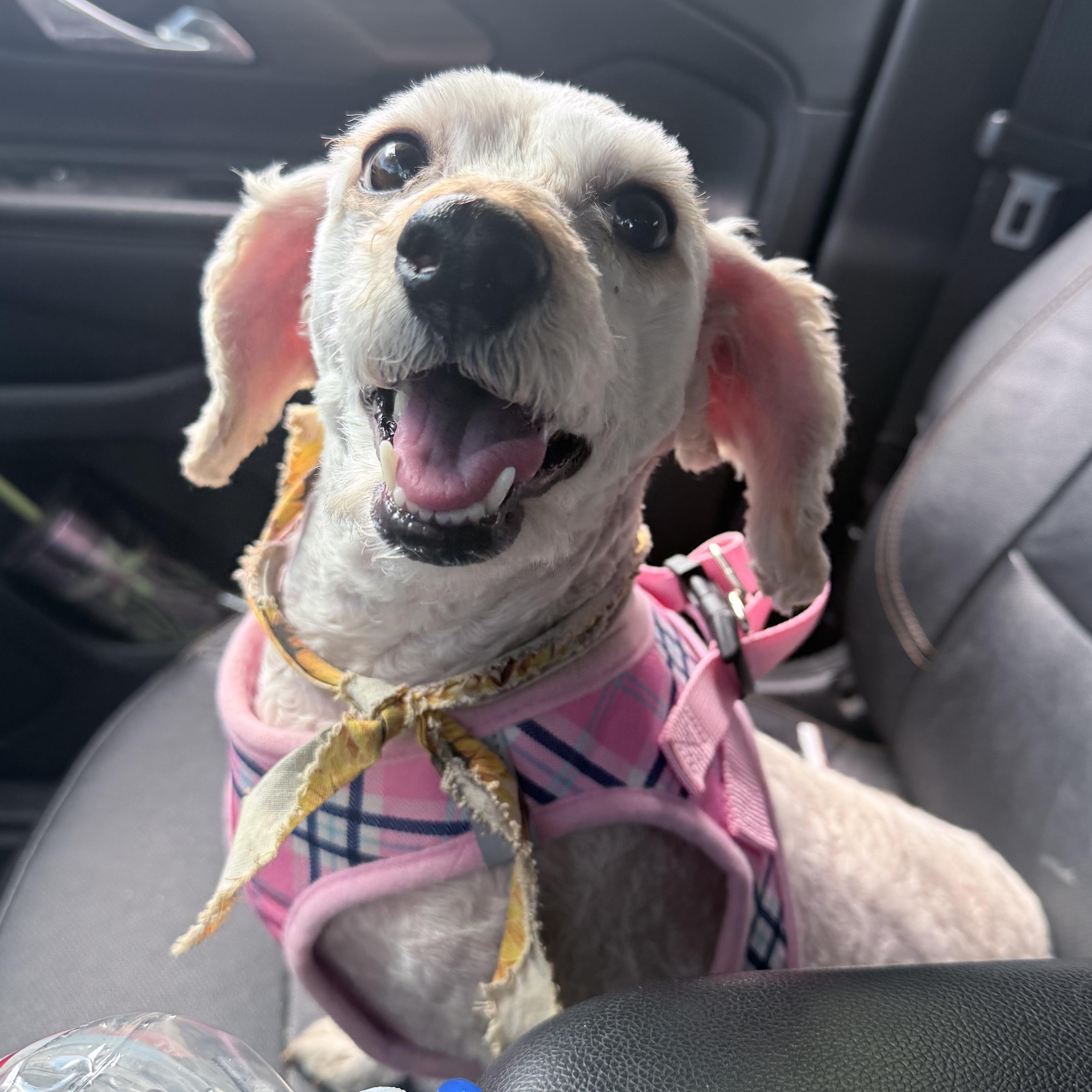 Enlarge Ms. Fluffy Maddy, a Adoptable mixed breed in Vancouver, BC image 6/6