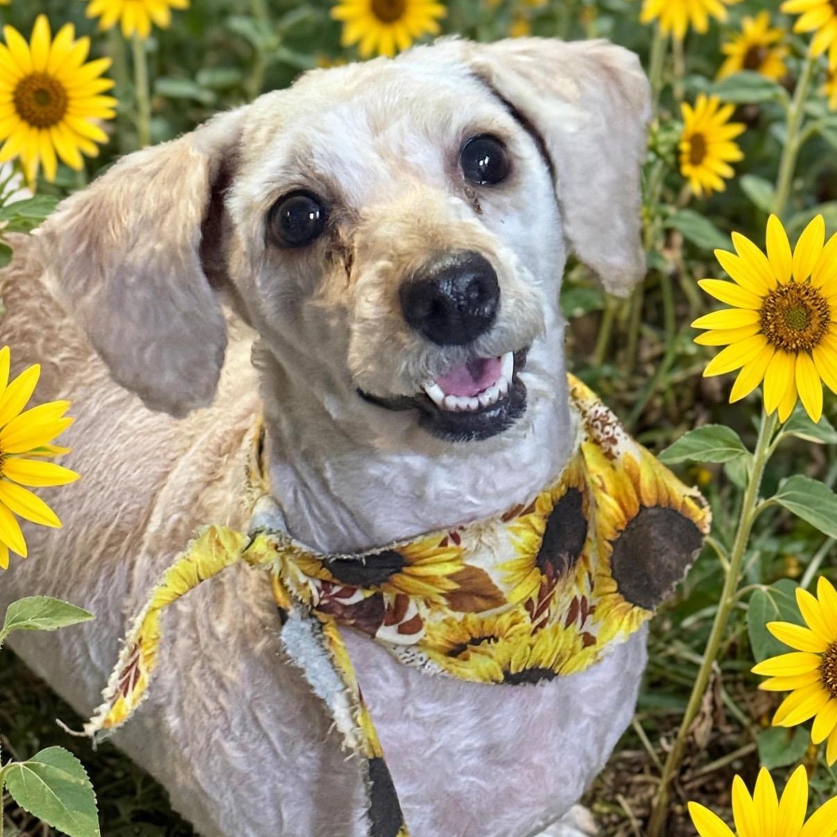 Enlarge Ms. Fluffy Maddy, a Adoptable mixed breed in Vancouver, BC image 2/6