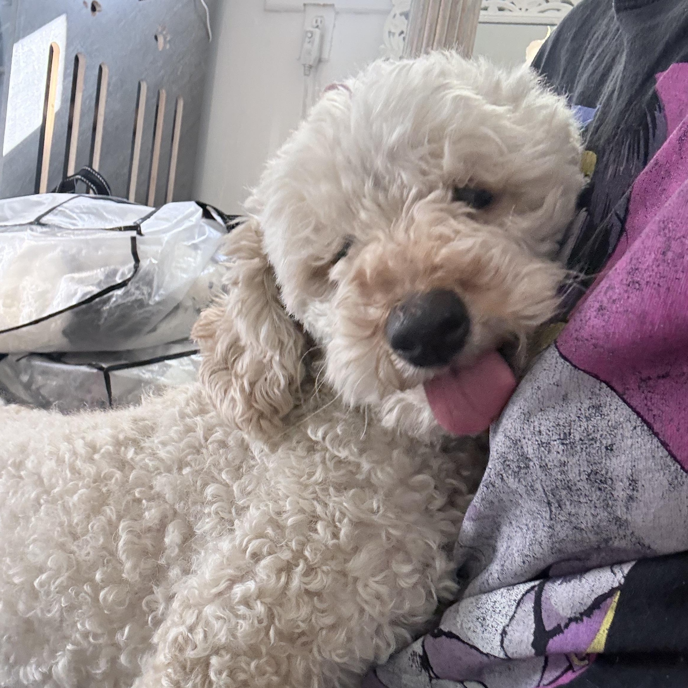 Ms. Fluffy Maddy, Adoptable, Adult Female Miniature Poodle & Bichon Frise.