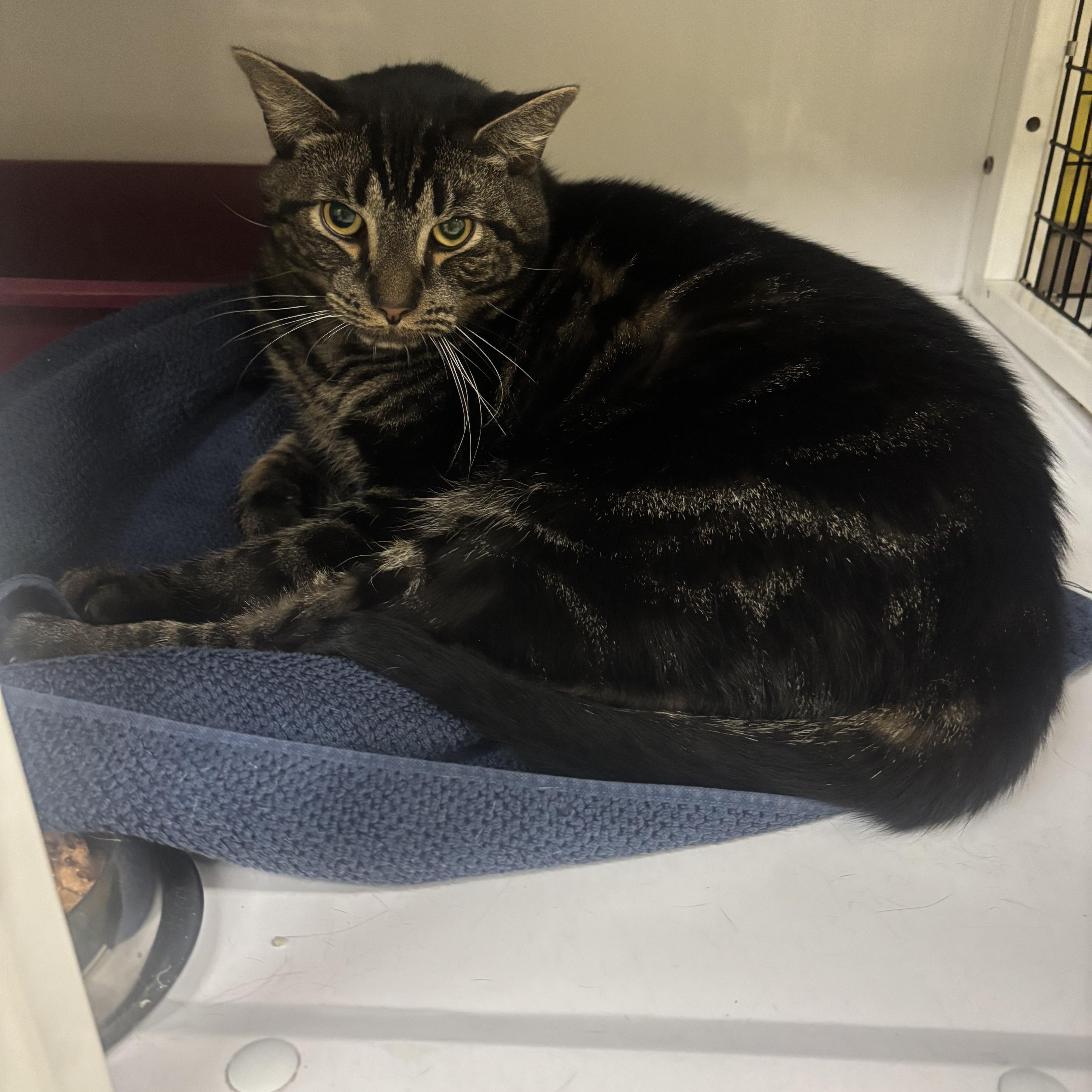 Twix, a Adoptable Domestic Short Hair in Lyndhurst, NJ image 2/3