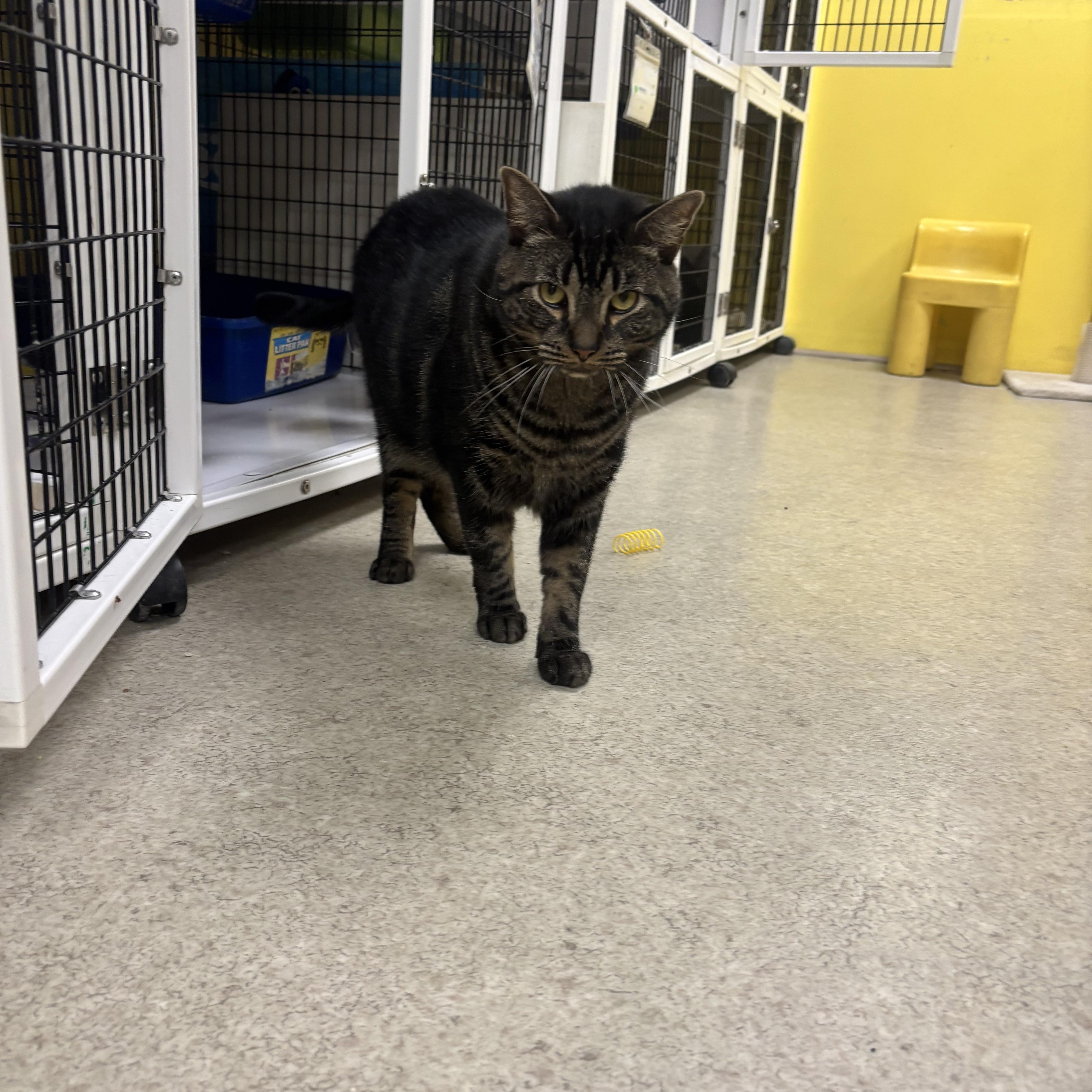 Twix, a Adoptable Domestic Short Hair in Lyndhurst, NJ image 3/3