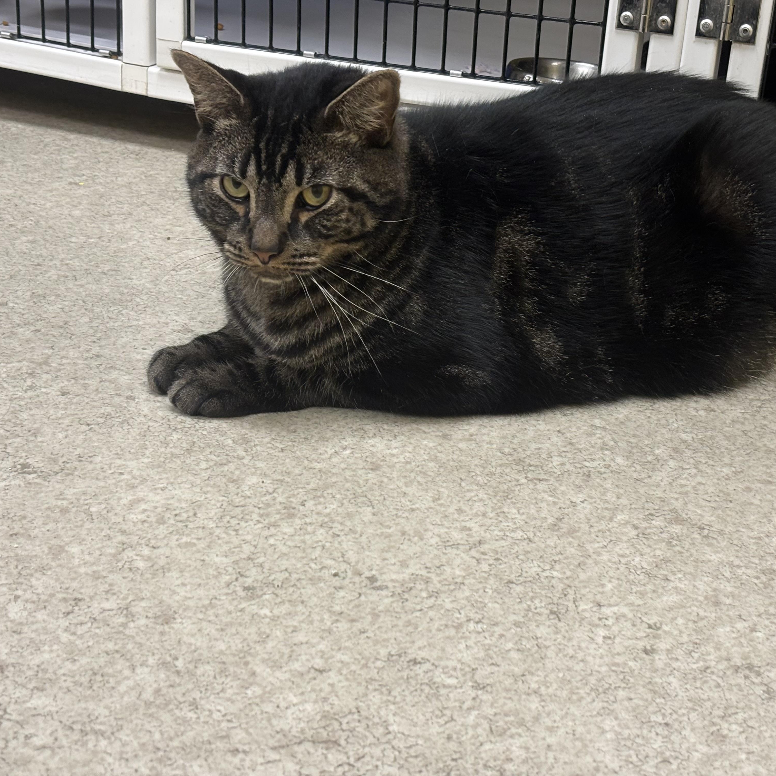 Twix, a Adoptable Domestic Short Hair in Lyndhurst, NJ image 1/3