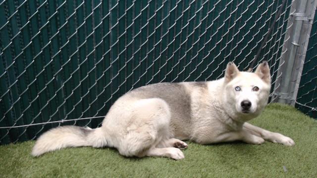 PERLA, Adoptable, Adult Female Siberian Husky.
