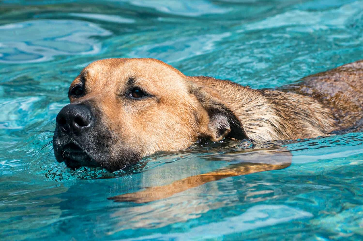 Violet, a Adoptable American Staffordshire Terrier in Seattle, WA image 1/6