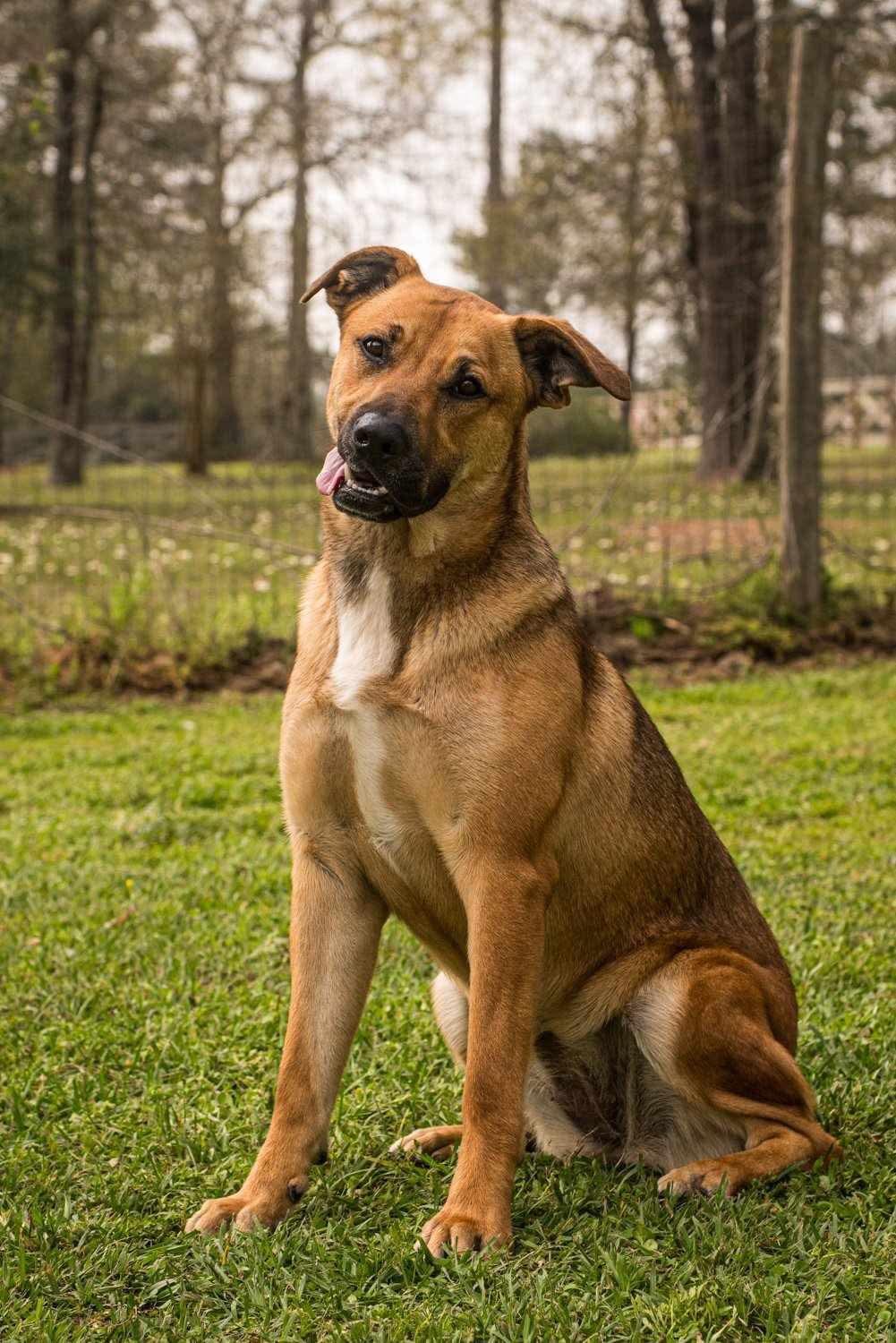 Violet, a Adoptable American Staffordshire Terrier in Seattle, WA image 4/6