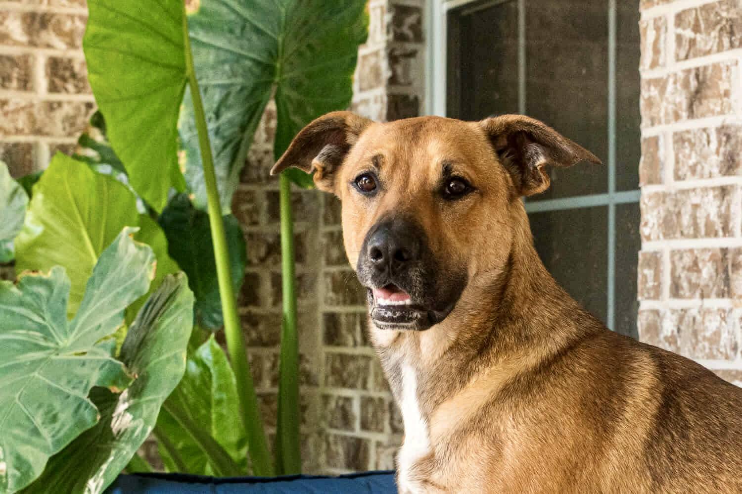 Violet, a Adoptable American Staffordshire Terrier in Seattle, WA image 5/6