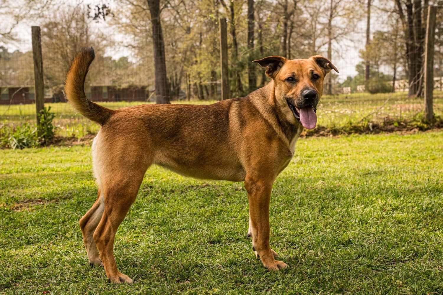 Violet, Adoptable, Young Female American Staffordshire Terrier.