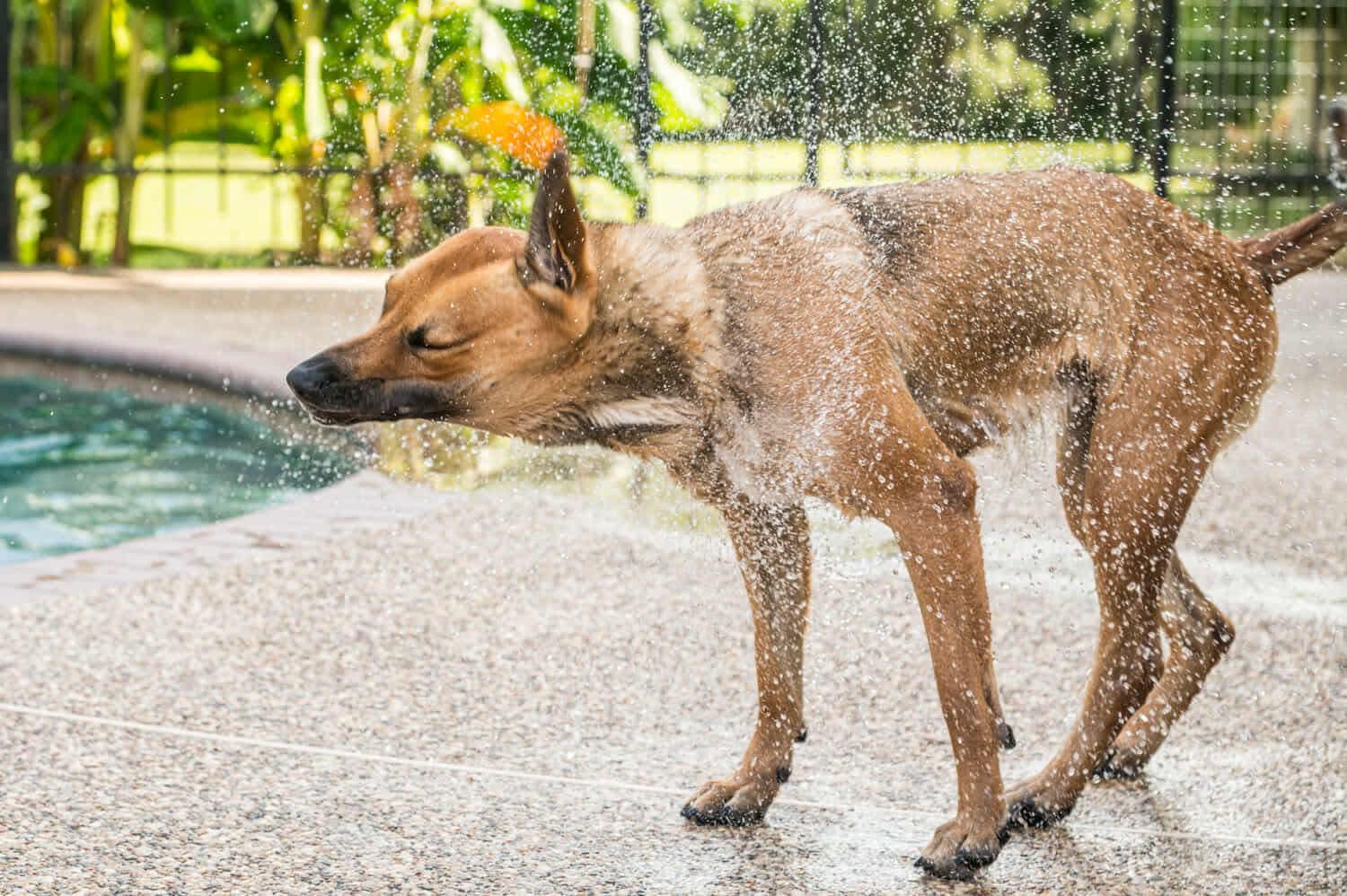 Violet, a Adoptable American Staffordshire Terrier in Seattle, WA image 6/6