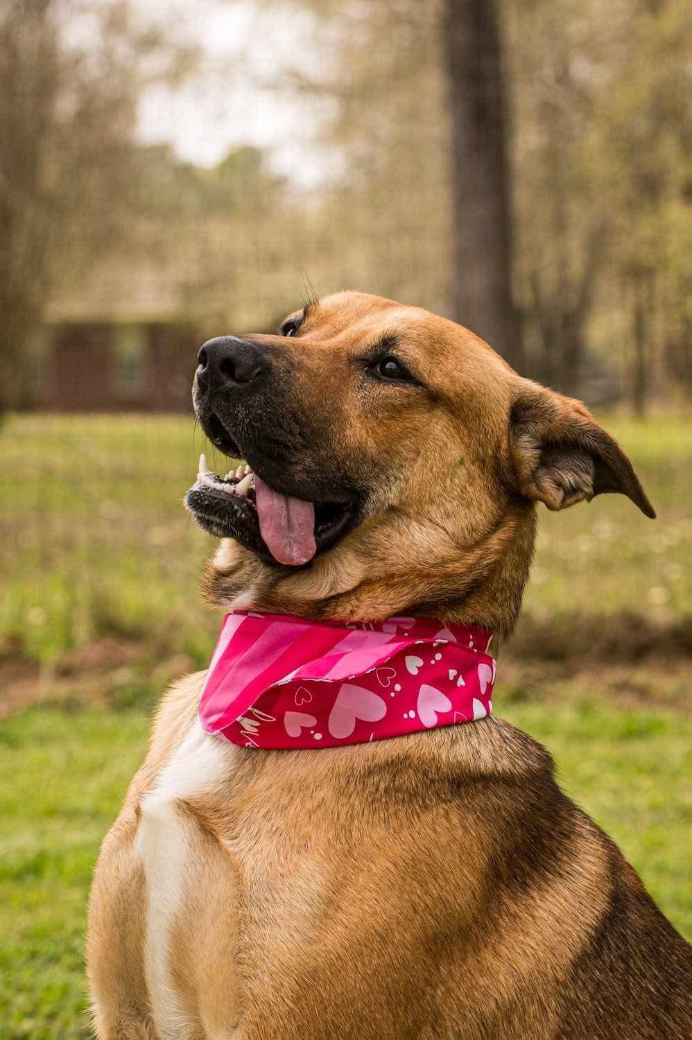 Violet, a Adoptable American Staffordshire Terrier in Seattle, WA image 2/6