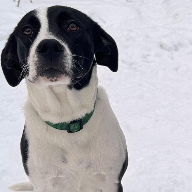 Enlarge Reba, a Adoptable mixed breed in Brainerd, MN image 2/4