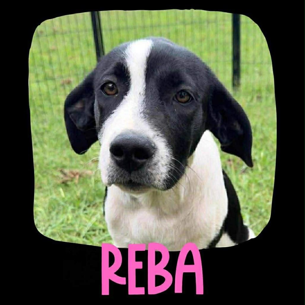 Enlarge Reba, a Adoptable mixed breed in Brainerd, MN image 3/4