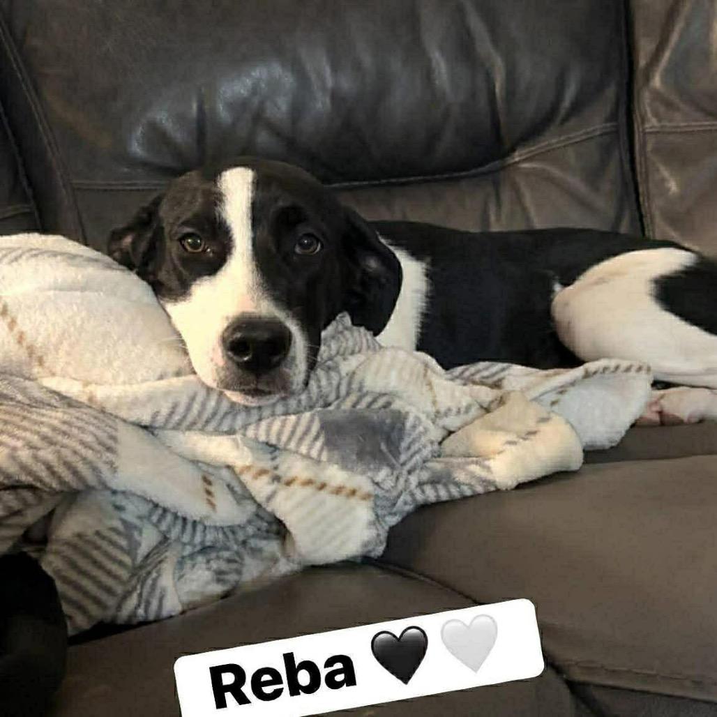 Enlarge Reba, a Adoptable mixed breed in Brainerd, MN image 4/4