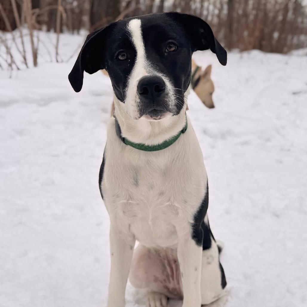 Reba, Adoptable, Young Female Anatolian Shepherd & Pit Bull Terrier.
