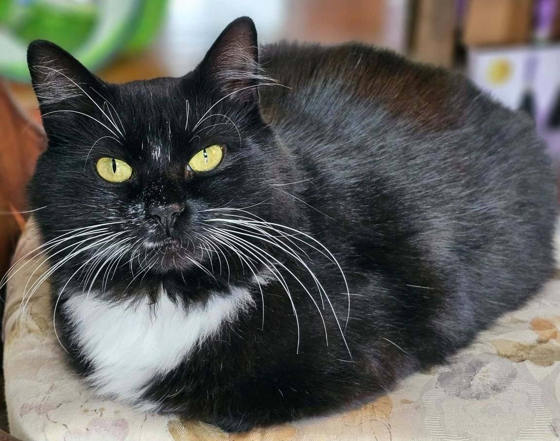 Cat for adoption Ema, a Domestic Medium Hair in Norwood, MA Petfinder