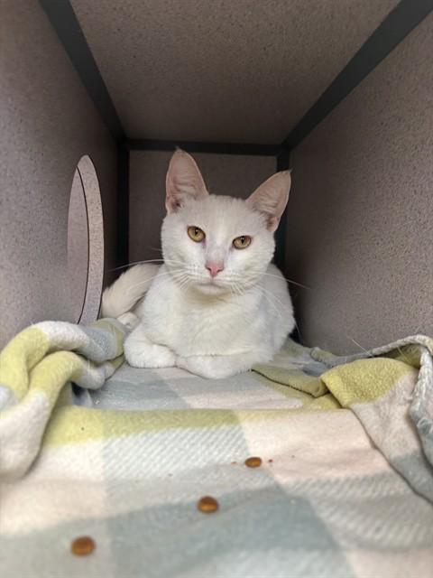 CHICK PEA, Adoptable, Adult Male Domestic Short Hair.