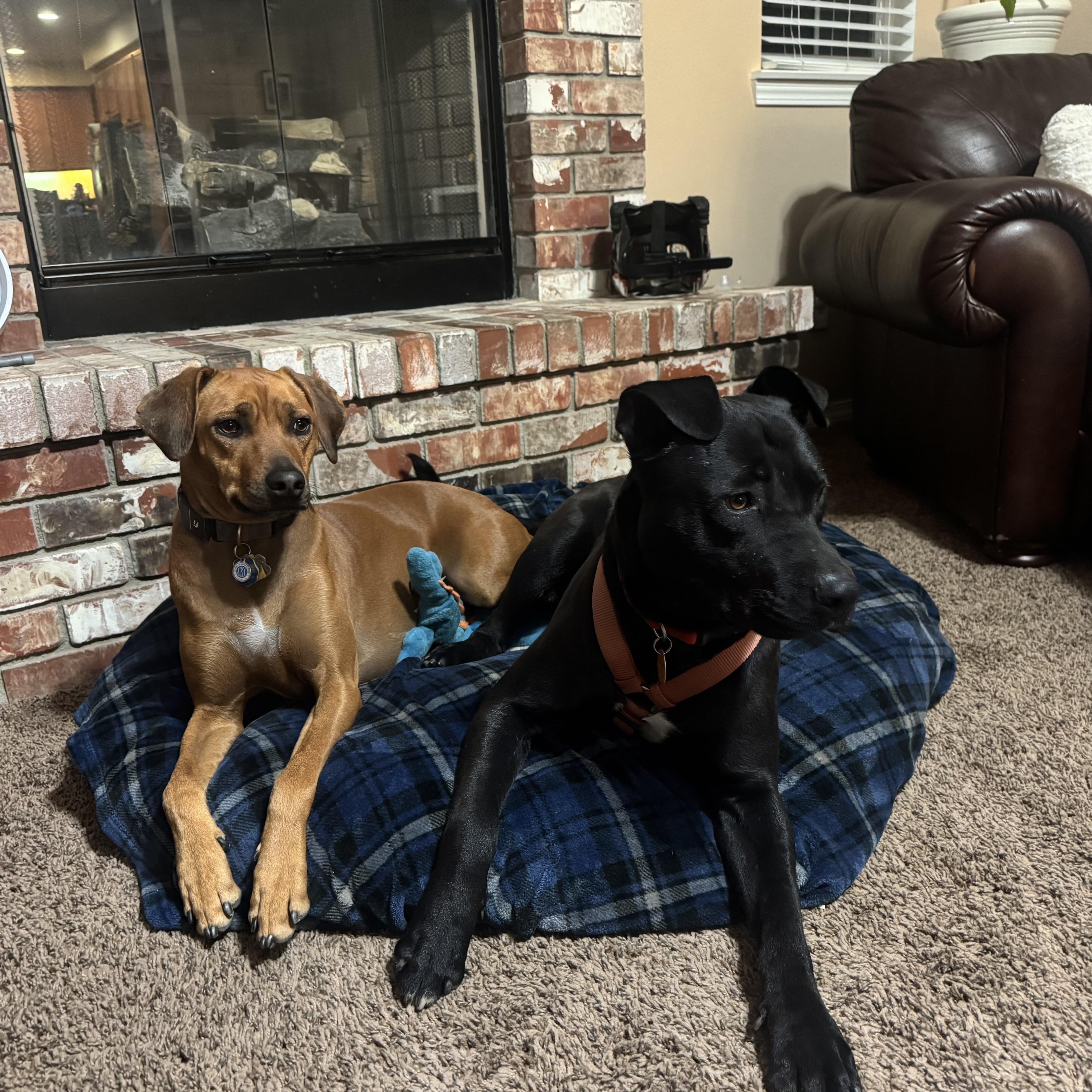 Enlarge Jaxson, a ADOPTABLE mixed breed in Saratoga Springs, NY image 3/5