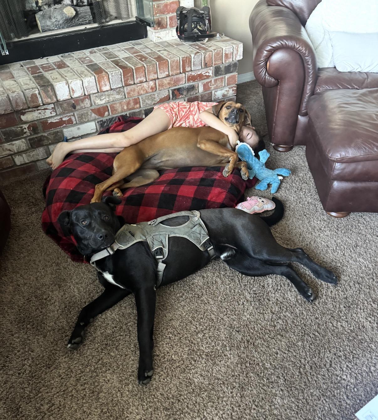 Enlarge Jaxson, a ADOPTABLE mixed breed in Saratoga Springs, NY image 5/5