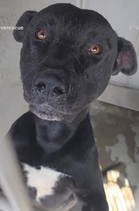 Enlarge Jaxson, a ADOPTABLE mixed breed in Saratoga Springs, NY image 1/5