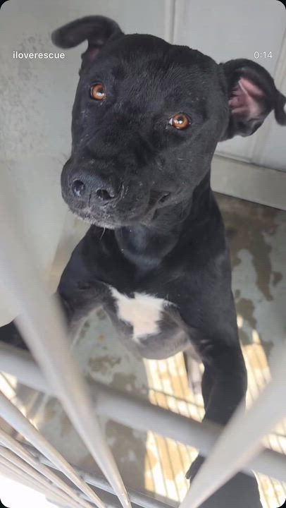 Enlarge Jaxson, a ADOPTABLE mixed breed in Saratoga Springs, NY video 2/5