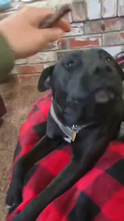 Enlarge Jaxson, a ADOPTABLE mixed breed in Saratoga Springs, NY video 4/5