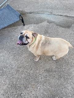 Enlarge C40-25 Jambalaya, a Adopted English Bulldog in Nassau Bay, TX image 1/4