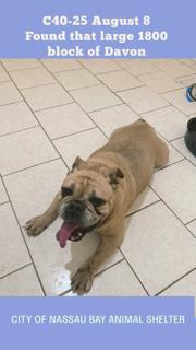 Enlarge C40-25 Jambalaya, a Adopted English Bulldog in Nassau Bay, TX image 2/4
