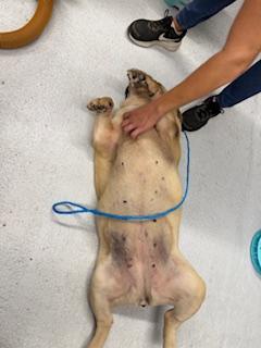 Enlarge C40-25 Jambalaya, a Adopted English Bulldog in Nassau Bay, TX image 3/4