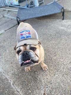 Enlarge C40-25 Jambalaya, a Adopted English Bulldog in Nassau Bay, TX image 4/4